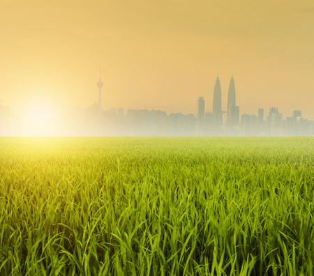 Kuala Lumpur is the capital city of Malaysia, landspace view over paddy field plantation in morning sunriseの写真素材