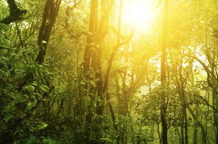Natural tropical green forest with sunlight.