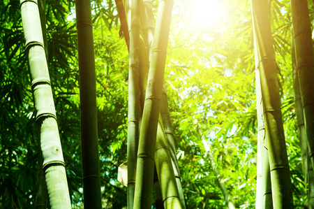 Asian bamboo forest view with golden morning sun flare.の写真素材