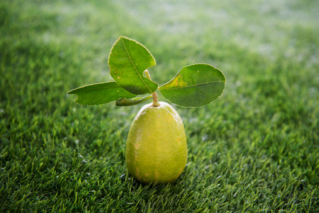 Fresh organic lemon with leaves on green lawn background, imperfect with insect bites hole,...