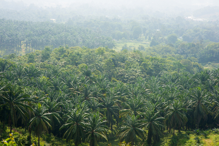 Arial view of palm plantation at east Asia.の写真素材