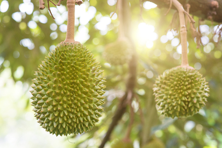 Fresh durian on the tree in the garden, king of fruit.の写真素材