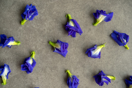 Blue butterfly pea flowers on greyの写真素材