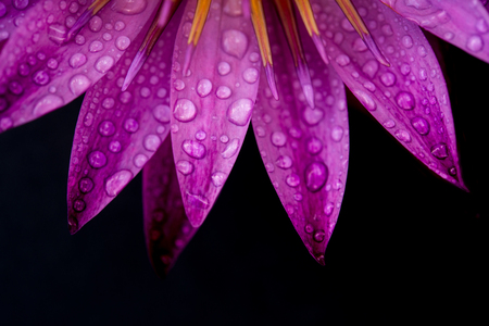 Close up water lily with water drops isolated on black background.の写真素材
