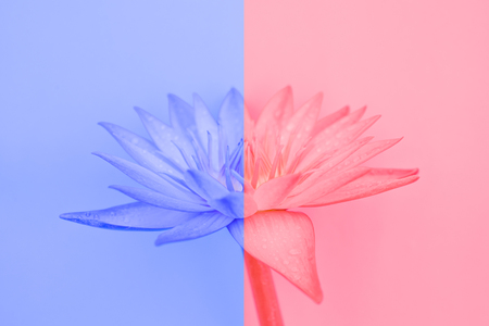 Duotone water lily flower. blue and redの写真素材