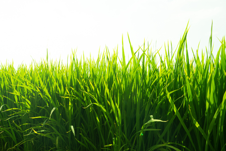 Paddy rice fields and skyの写真素材