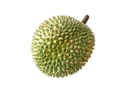Malaysia famous king of fruits Blackthorn durian Black thorn isolated on white background.の写真素材