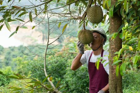 Farmer and Blackthorn durian tree in orchard.の写真素材