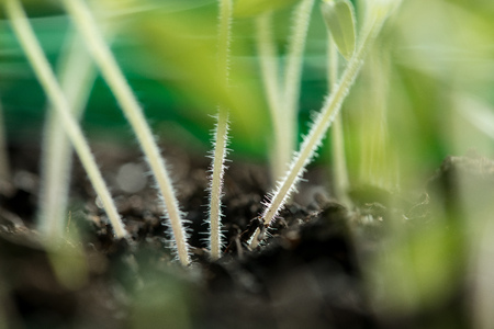 Close-Up Of Freshly Grown Tomato Saplings or Seedlings Stems
