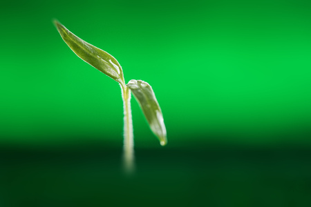 Close-Up Of Freshly Grown Tomato Sapling or Seedling in Early Spring Sunの写真素材