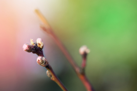 Detail of Young Peach Tree Just Before Blossom In the Sunny Early Spring Gardenの写真素材