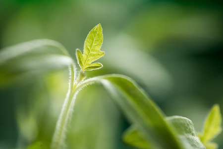 Close-Up Of Freshly Grown Tomato Sapling or Seedling in Early Spring Sunの写真素材