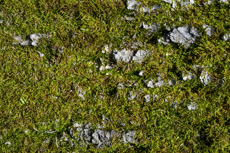 Tree Bark or Rhytidome covered with Green Moss Texture Detail in Spring Forestの写真素材