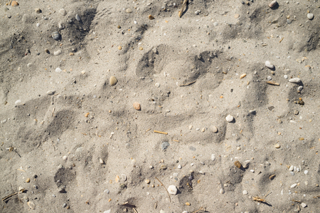 Texture of Lakeside Sand with Small Stones Pieces of Wood and Human Footprintsの写真素材