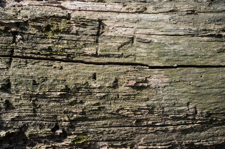 Old Abele Tree Bark or Rhytidome Texture Detail in Spring Forestの写真素材