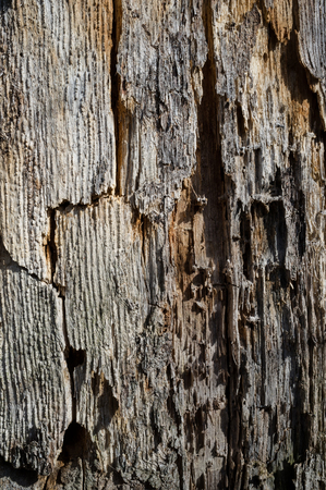 Old and Dead Poplar Tree Bark or Rhytidome Texture Detail in Spring Forestの写真素材