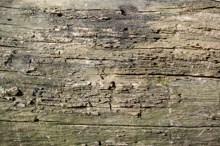Old Abele Tree Bark or Rhytidome Texture Detail in Spring Forestの写真素材