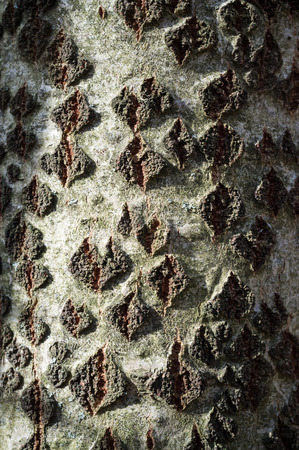 Abele Tree Bark or Rhytidome Texture Detail in Spring Forestの写真素材