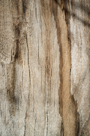 Texture or Detail of Old Fallen Abele Tree in Spring Forest in Bright direct Sunlightの写真素材