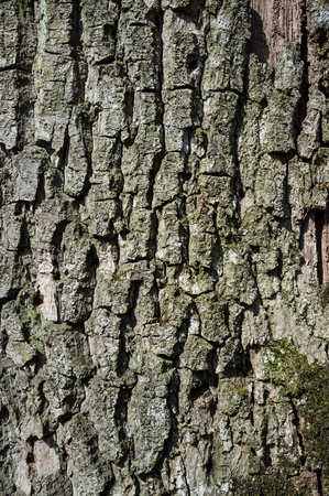 White poplar or populus Alba Tree Bark or Rhytidome Texture Detail in Spring Forestの写真素材