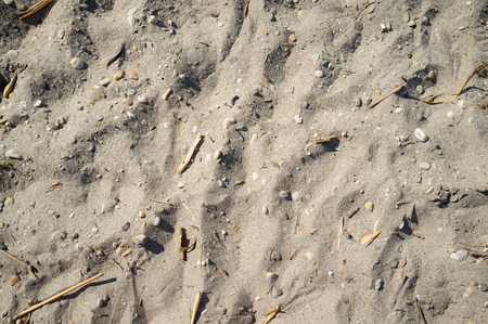 Texture of Lakeside Sand with Small Stones Pieces of Wood and Human Footprintsの写真素材