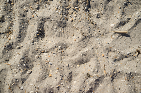 Texture of Lakeside Sand with Small Stones Pieces of Wood and Human Footprintsの写真素材
