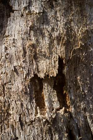 Old Fallen Tree Cambium Texture Detail in Spring Forestの写真素材