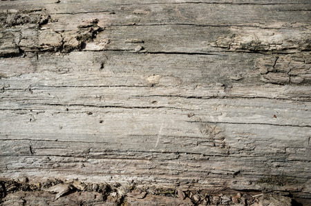 Old Poplar Tree Bark or Rhytidome Texture Detail in Spring Forest and Bright Sunlightの写真素材