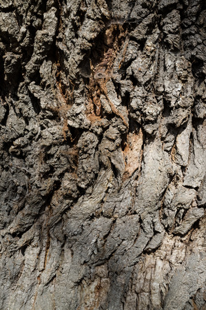 Tree Bark or Rhytidome Texture Detail in Spring Forestの写真素材