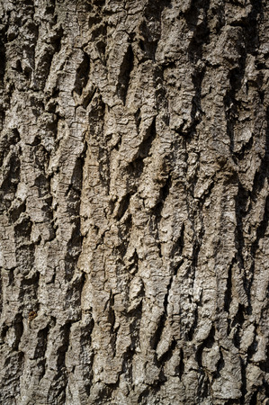 White poplar or populus Alba Tree Bark or Rhytidome Texture Detail in Spring Forestの写真素材