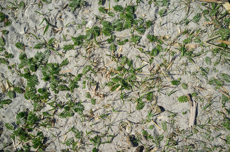 Texture of Sandy Lake Shore with Grass on Harsh Sunlightの写真素材