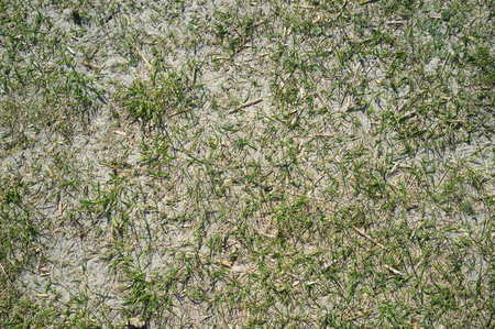 Texture of Sandy Lake Shore with Grass on Harsh Sunlightの写真素材
