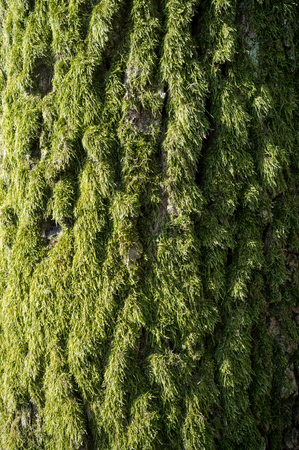 White poplar or populus Alba Tree Bark or Rhytidome covered with Green Moss Texture Detail in Spring...