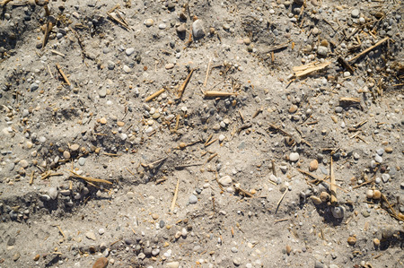 Texture of Lakeside Sand with Small Stones Pieces of Wood and Human Footprintsの写真素材