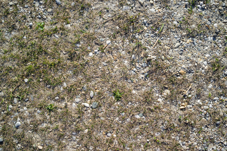 Texture of Lake Shore with Sand and Pebbles overgrown with Weedsの写真素材