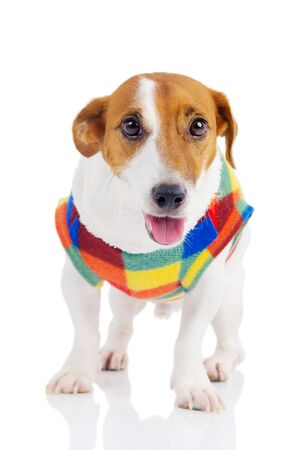 Indoor portrait of a cute puppyの写真素材