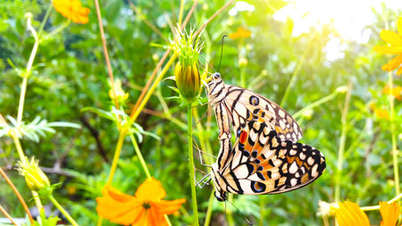 Beautiful butterflies mating on flowerの写真素材