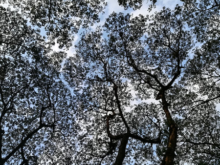 Crown shynessの写真素材