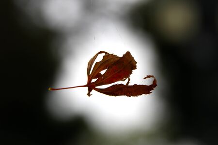 fall