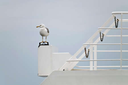 Seagull resting on the boatの写真素材