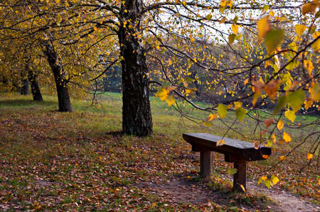 Pew in the parklandの写真素材