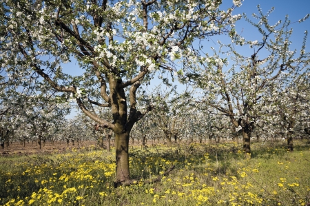 Flowering sour cherry orchard early morning at spring, with clear sky. Collection.