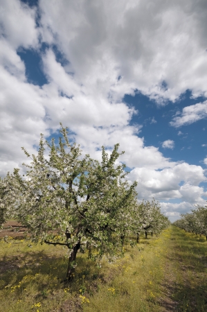 Flowering sour cherry orchard early morning at spring, with clouds on sky. Collection.の写真素材