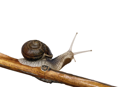 Snail on branch with white background and clipping pathの写真素材