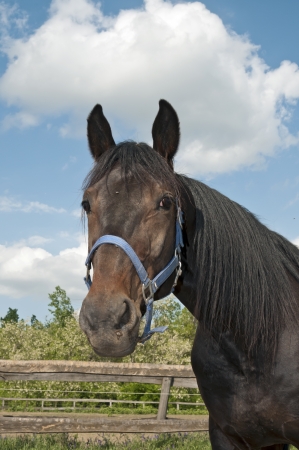 Horse, horses on the farm on a sunny day with nice clouds, collectionの写真素材