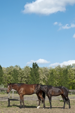 Horse, horses on the farm on a sunny day with nice clouds, collectionの写真素材