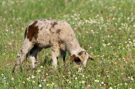 Lamb grazing on the meadow with small flowers aroundの写真素材