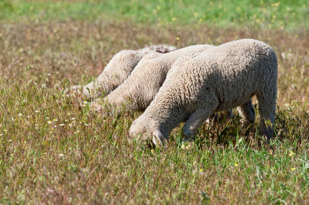 Three funny lambs grazing on the meadow in a lineの写真素材