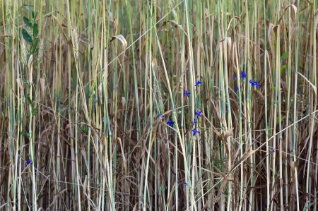 Grain at sunset with a tiny flowerの写真素材