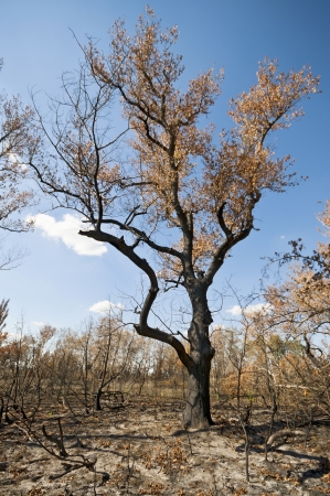 Huge burnt forest tree with blue skyの写真素材
